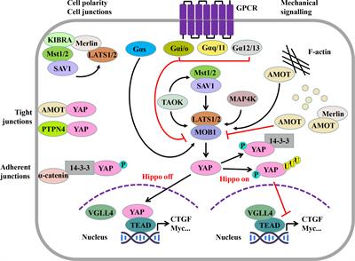 The role of Hippo pathway in ferroptosis